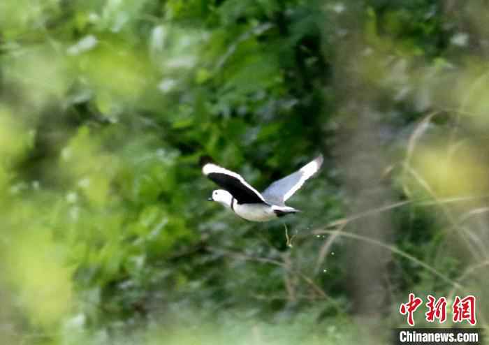 棉凫是鸭科中体长最瘦小的水鸭 朱晓琴 摄